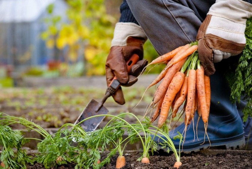 Прибирання моркви