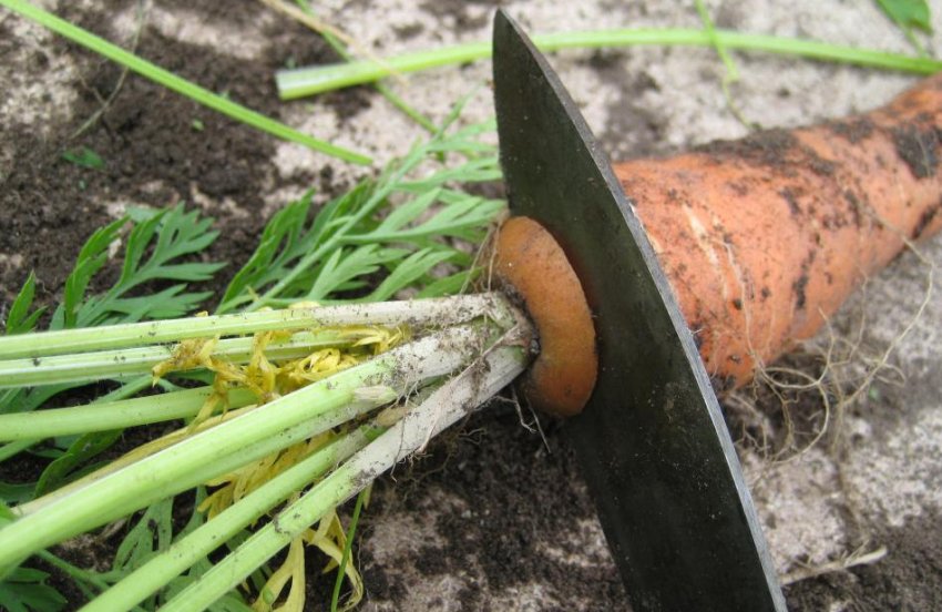 Обрізка морквяної бадилля