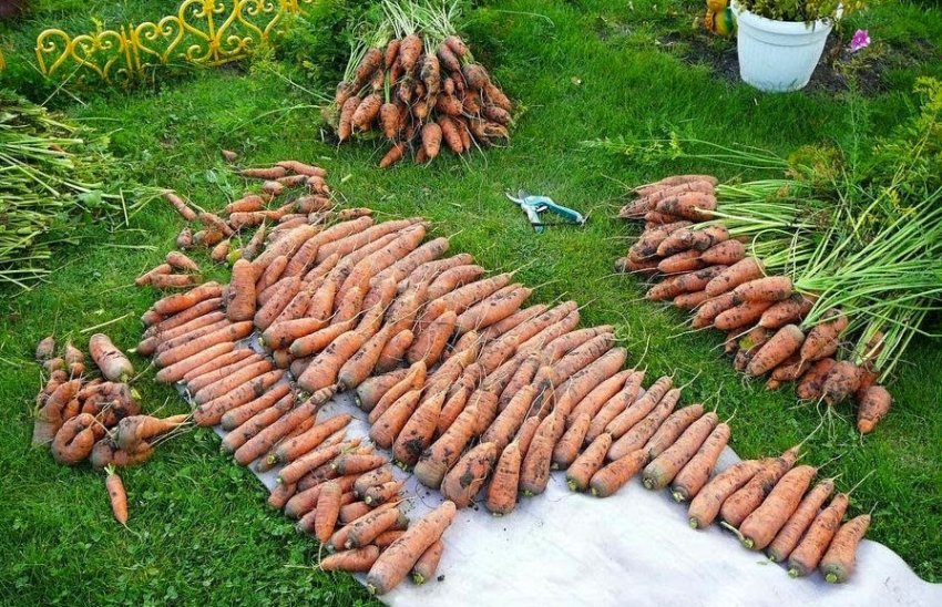 Просушування моркви перед зберіганням