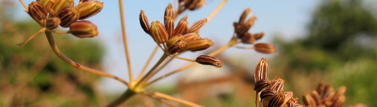Особенности выращивания тмина в открытом грунте