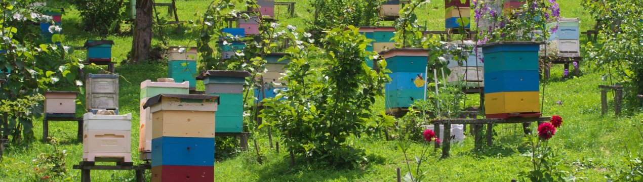 Особливості промислового бджільництва