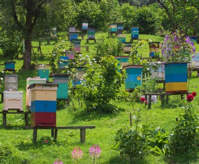 Особливості промислового бджільництва