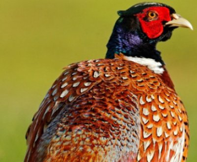 Огляд і опис різних порід фазанів