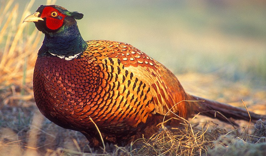 Мисливський фазан Мисливський фазан