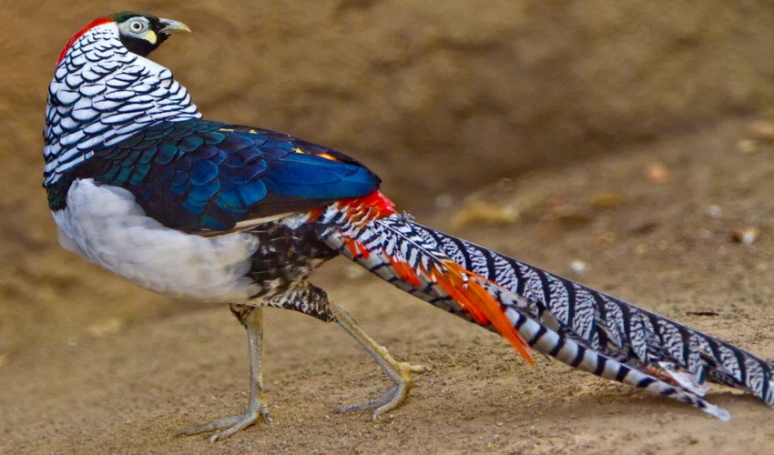 Фазан алмазний Фазан алмазний