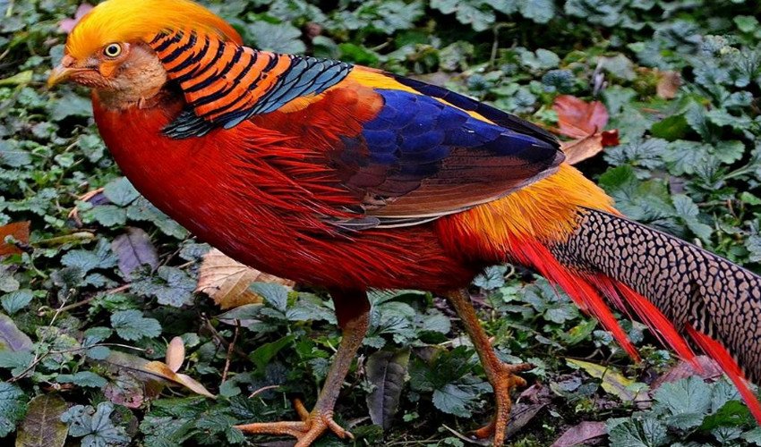 Золотий фазан Золотий фазан