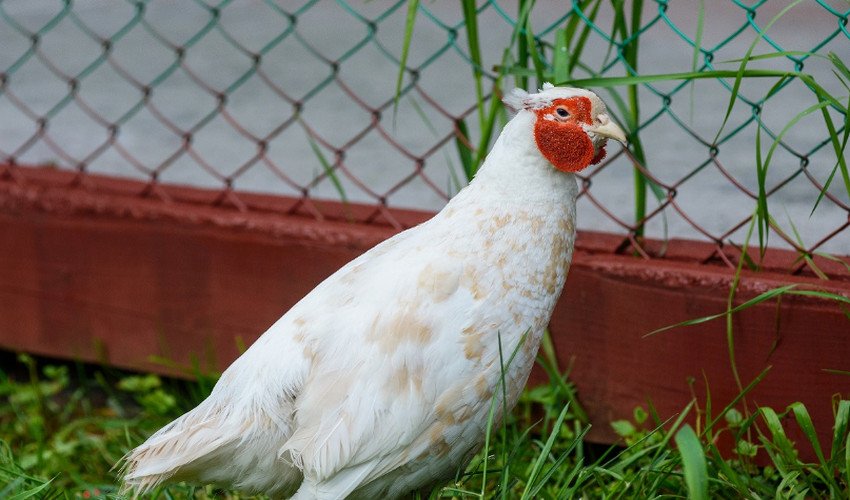 Білий фазан Білий фазан