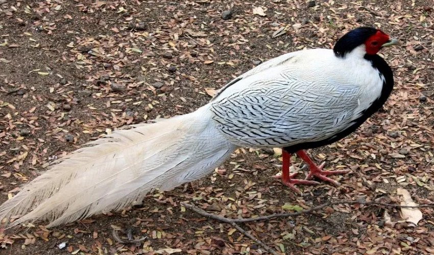 Срібний фазан Срібний фазан