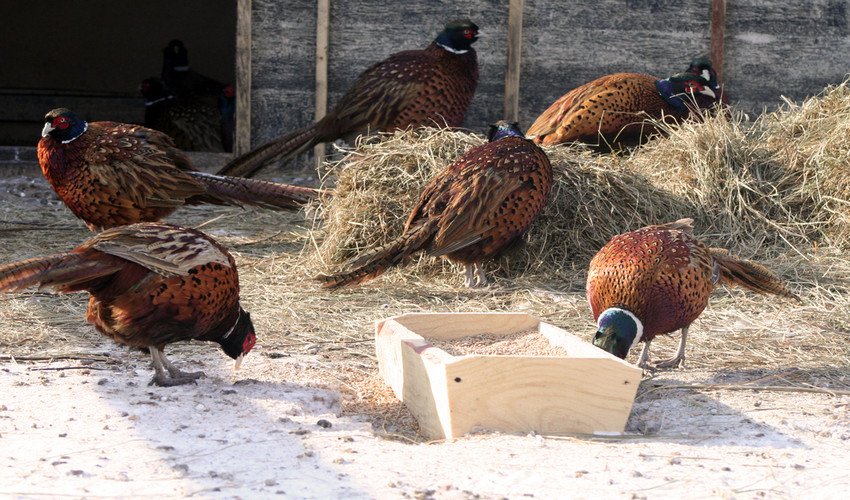 Зміст фазанів Зміст фазанів
