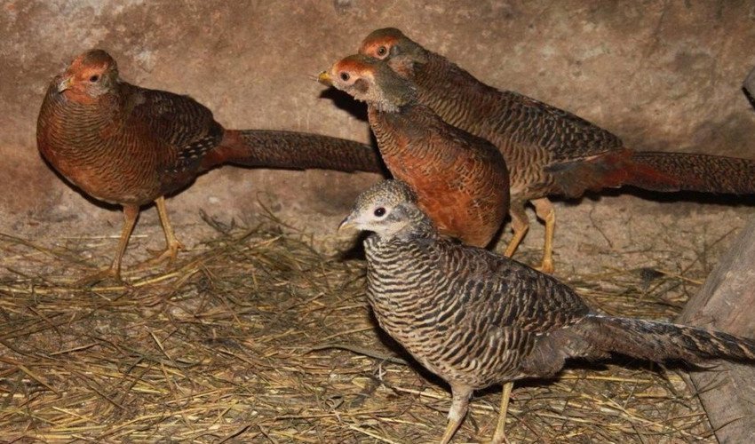 Молодняк фазанів Молодняк фазанів