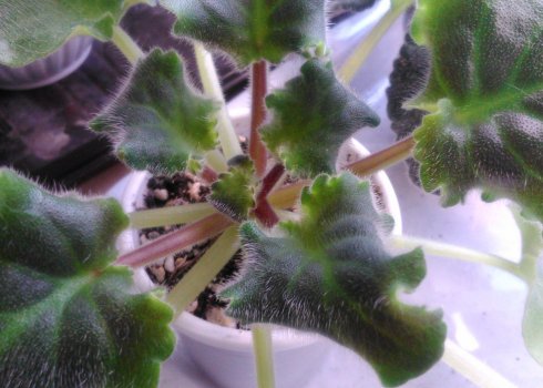 У фіалки в'януть листя: причини та розв'язання проблеми