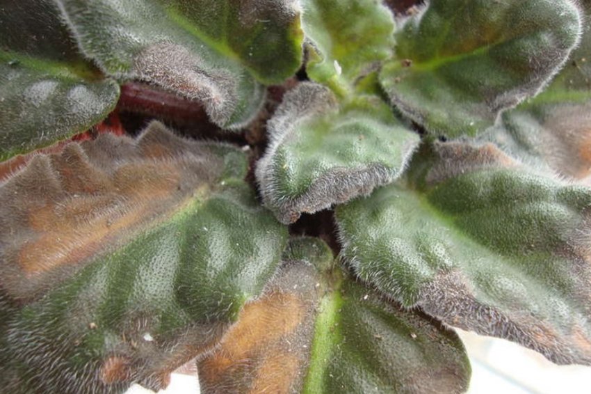 Зів'яле листя фіалки Зів'яле листя фіалки