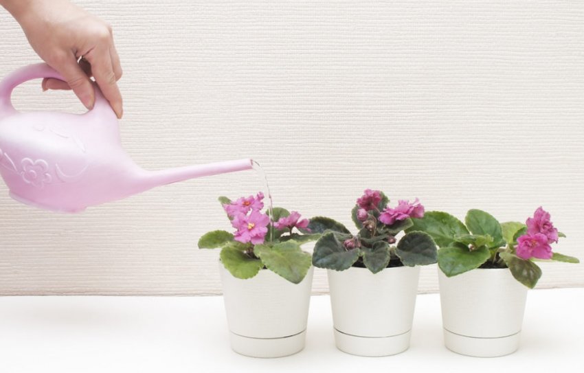 Полив фіалок Полив фіалок