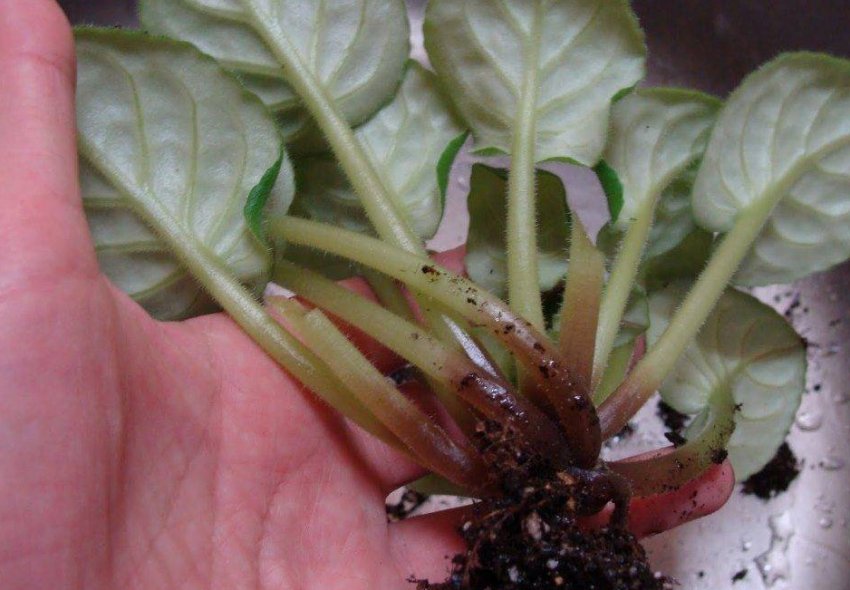 Коренева гниль Коренева гниль