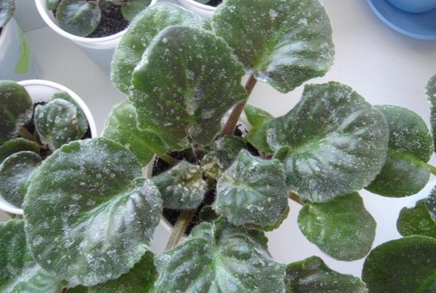 Борошниста роса Борошниста роса