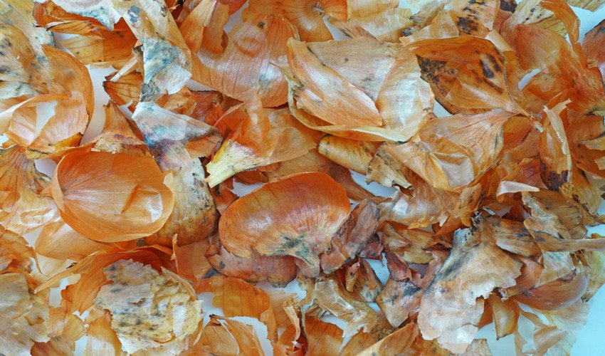 цибулиння для троянд