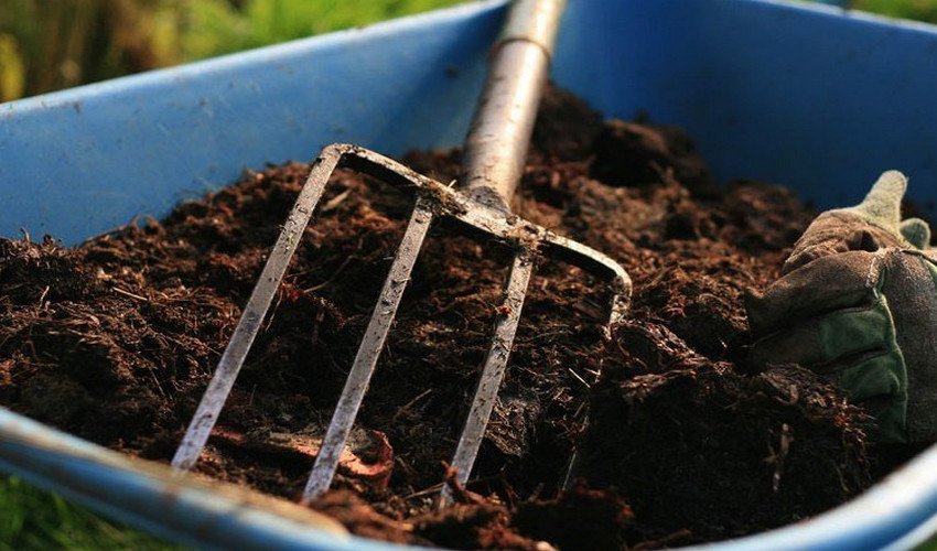 Гній для підгодівлі