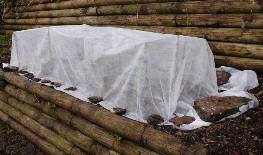 Укриття троянд