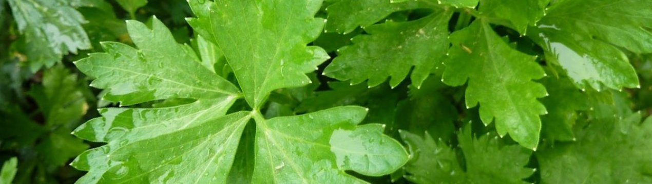 Користь, шкоду і особливості застосування листового селери