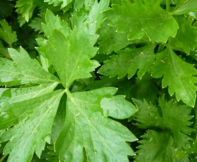 Користь, шкоду і особливості застосування листового селери