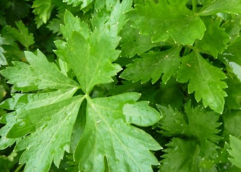 Користь, шкоду і особливості застосування листового селери