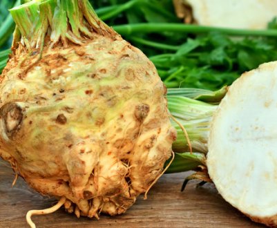 Як виростити кореневої селера з насіння в домашніх умовах