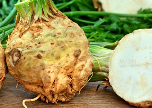 Як виростити кореневої селера з насіння в домашніх умовах