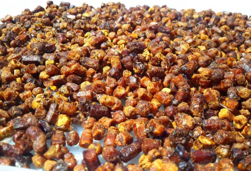 Бджолина перга Бджолина перга