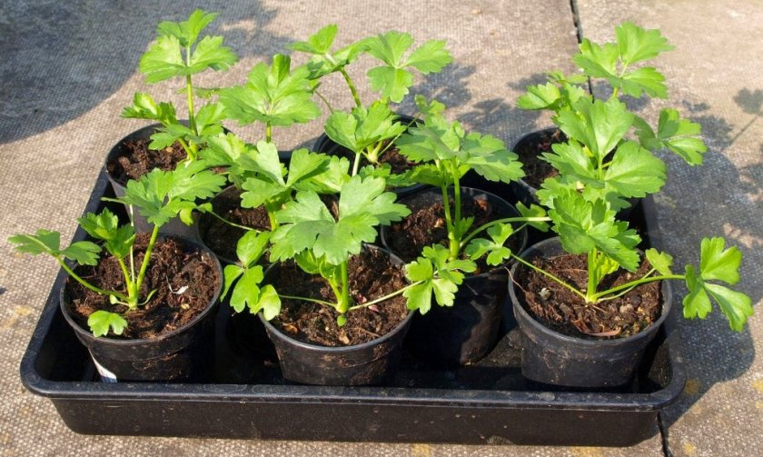 Как выращивать сельдерей корневой в домашних условиях?