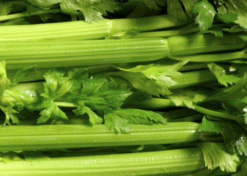 Особливості вирощування черешкової селери