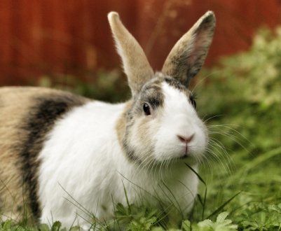 Чим краще годувати кролицю, яка годує, після окролу