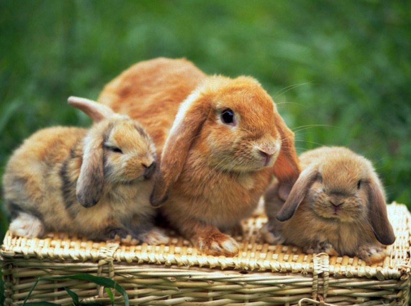 Крольчиха и крольчата