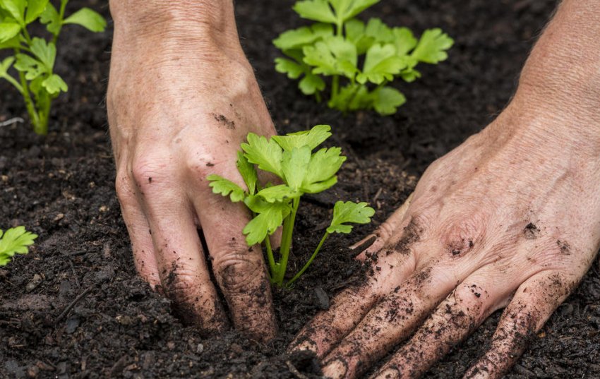 Висадка розсади в грунт Висадка розсади в грунт