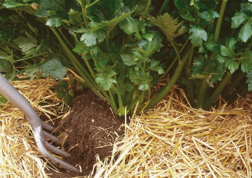 Прополка і розпушування черешкової селери Прополка і розпушування черешкової селери