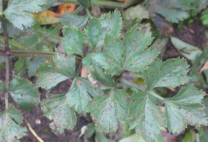 Церкоспороз селери Церкоспороз селери