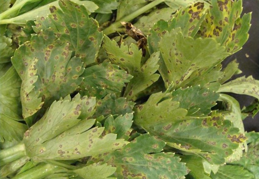 Септоріоз Септоріоз