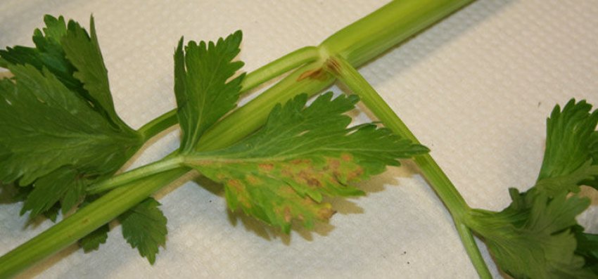 Огіркова мозаїка Огіркова мозаїка