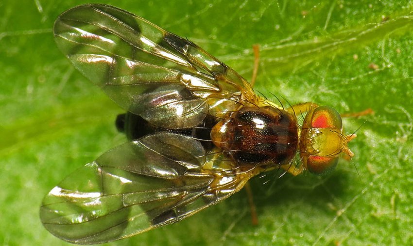 Селерових муха Селерових муха