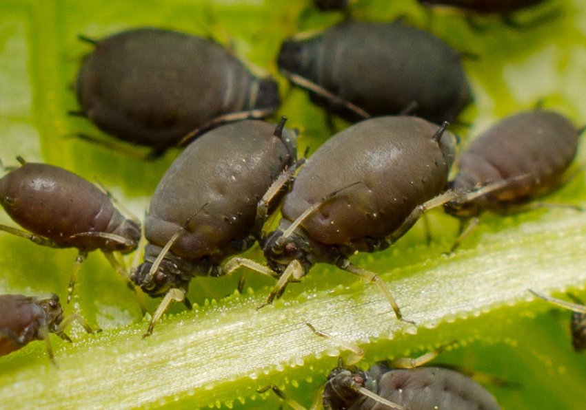 Бобова попелиця Бобова попелиця