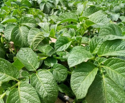 Як краще косити картоплиння?