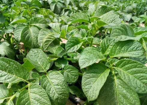 Как лучше всего косить картофельную ботву?