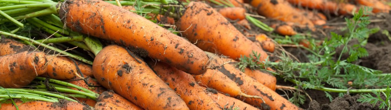 Как получить урожайность моркови c 1 сотки