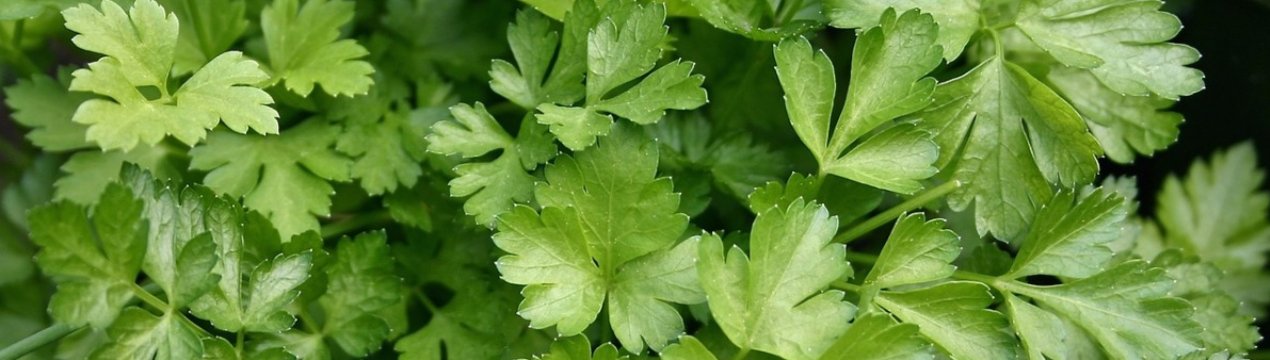 Особливості посадки петрушки під зиму