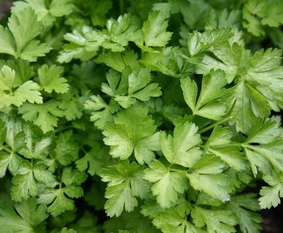 Особливості посадки петрушки під зиму