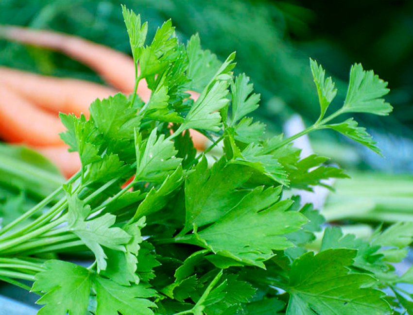 Фестивальна Фестивальна