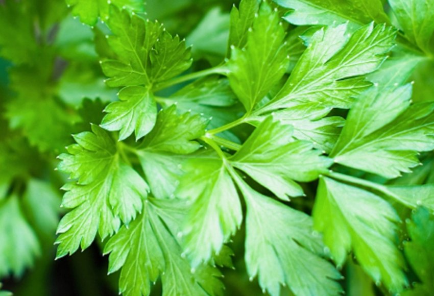 Листова звичайна Листова звичайна