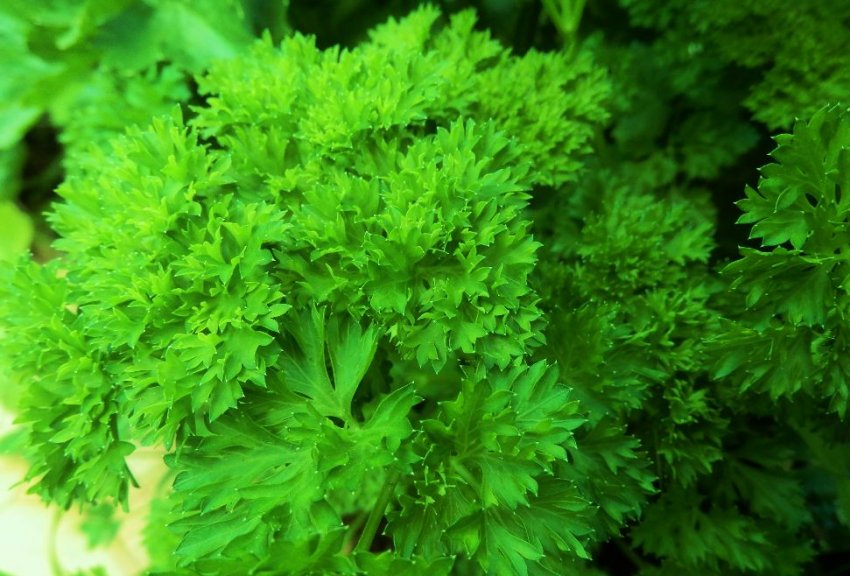 Есмеральда Есмеральда