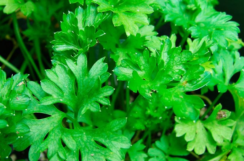 Карнавал Карнавал