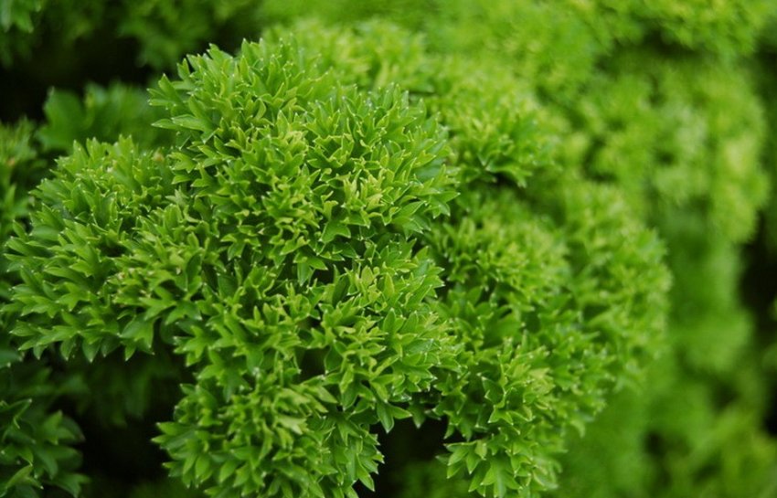 Листова кучерява Листова кучерява