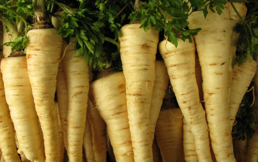 Цукрова Цукрова